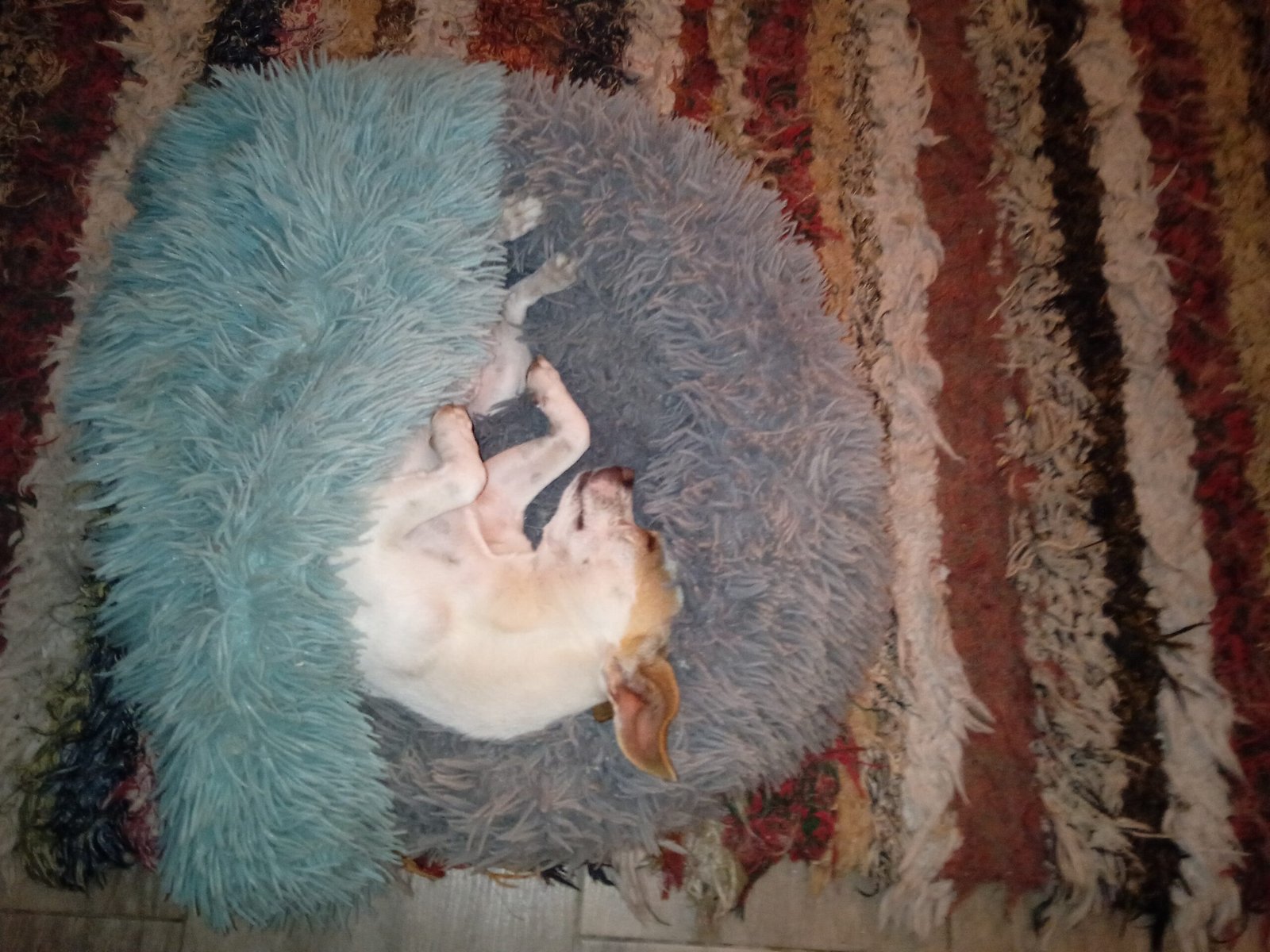 guardería canina silvita guau guau