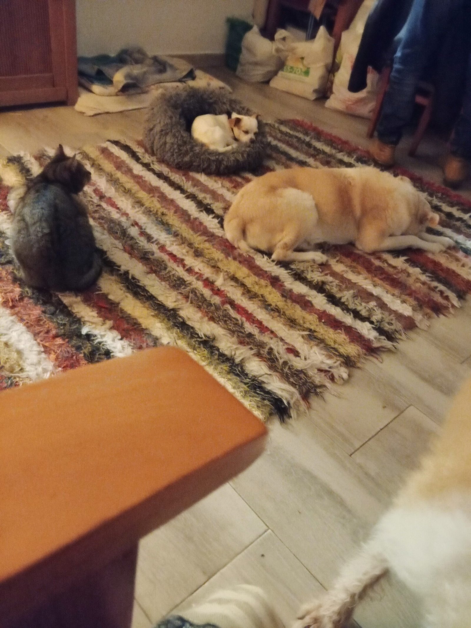 guardería canina silvita guau guau