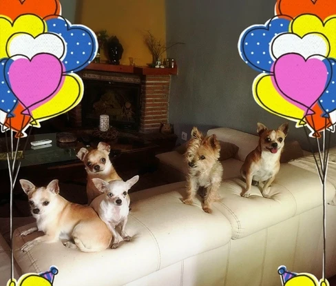 residencia canina komoenkasa kek