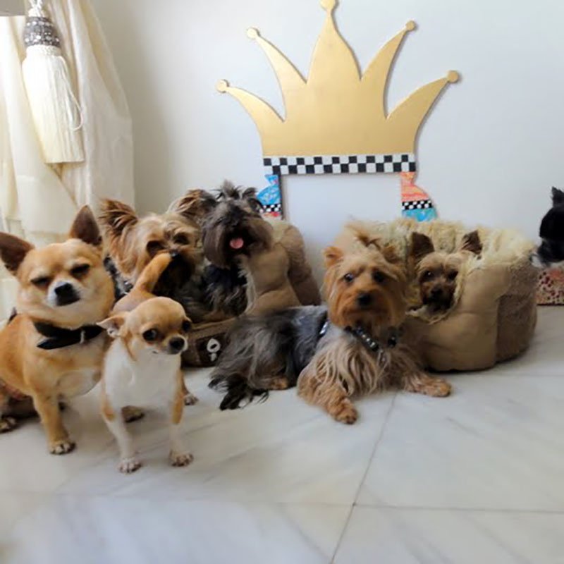 residencia canina tiny dog
