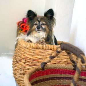residencia canina tiny dog