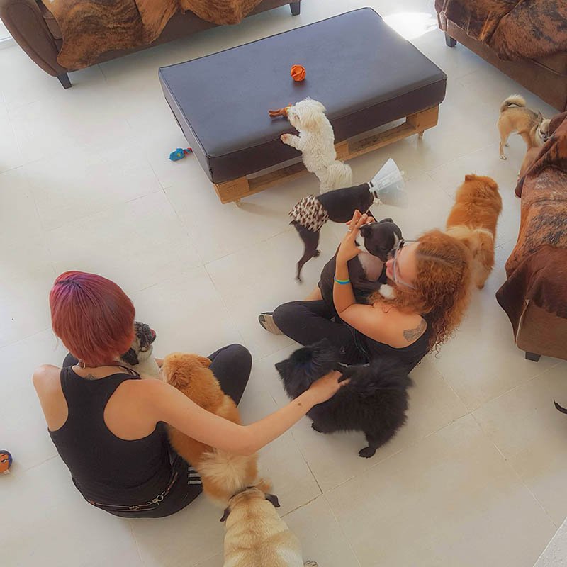 residencia canina tiny dog