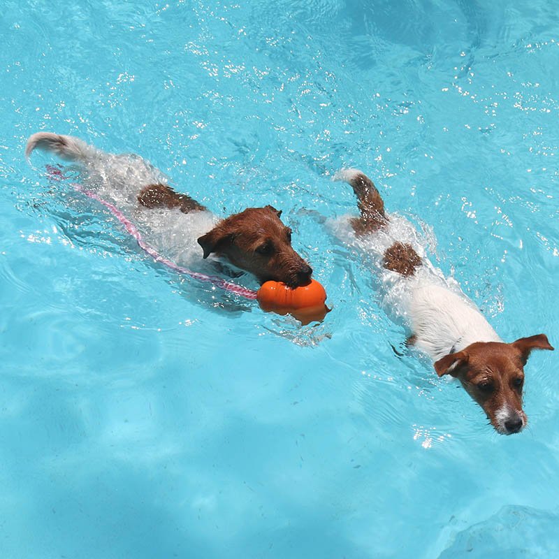 residencia canina tiny dog