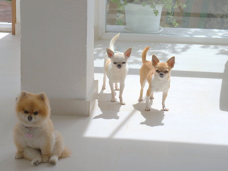 residencia canina tiny dog
