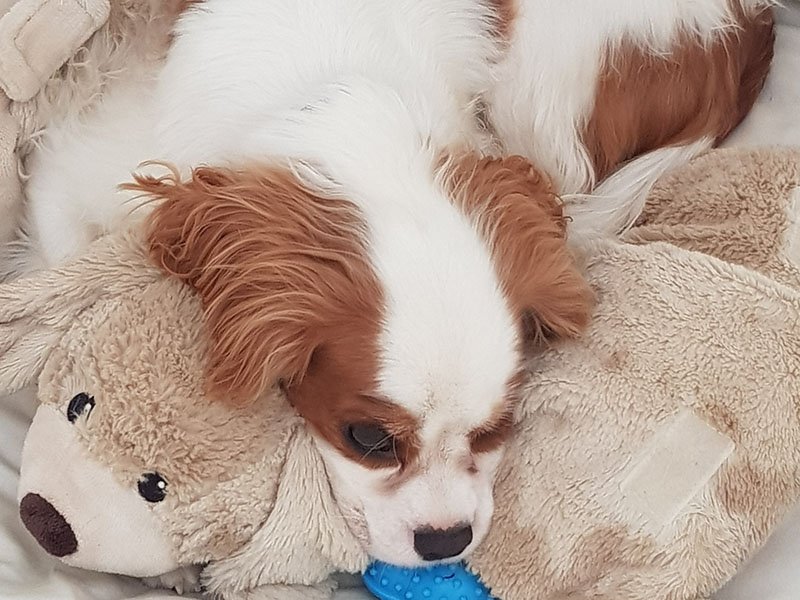 residencia canina tiny dog