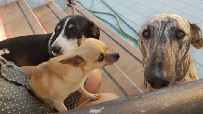 guardería canina cordy