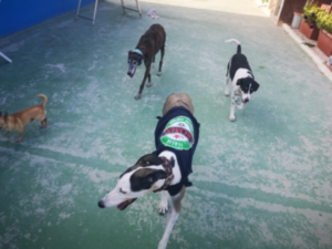 guardería canina cordy