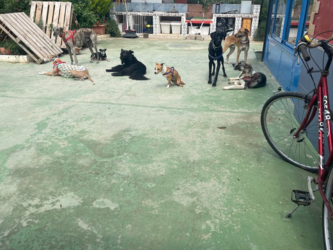 guardería canina cordy