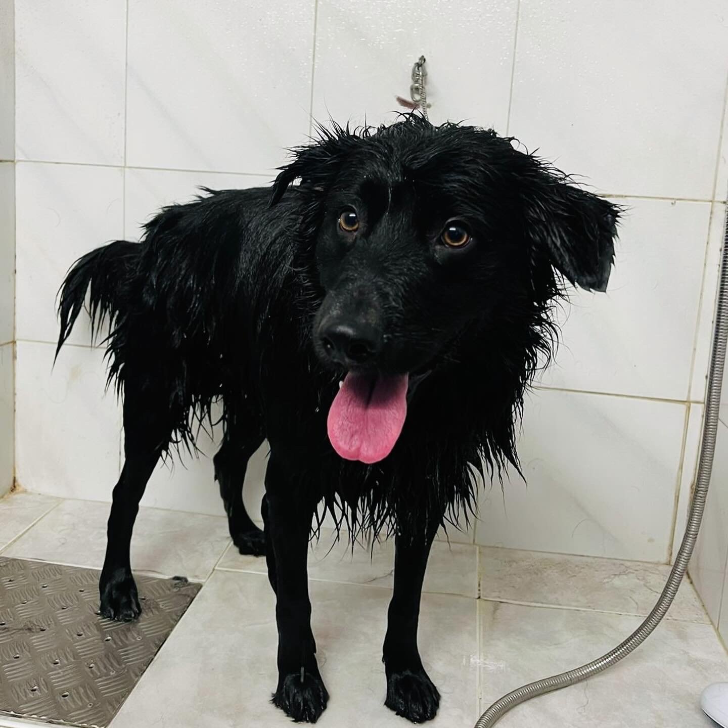 hotel canino kinder pet