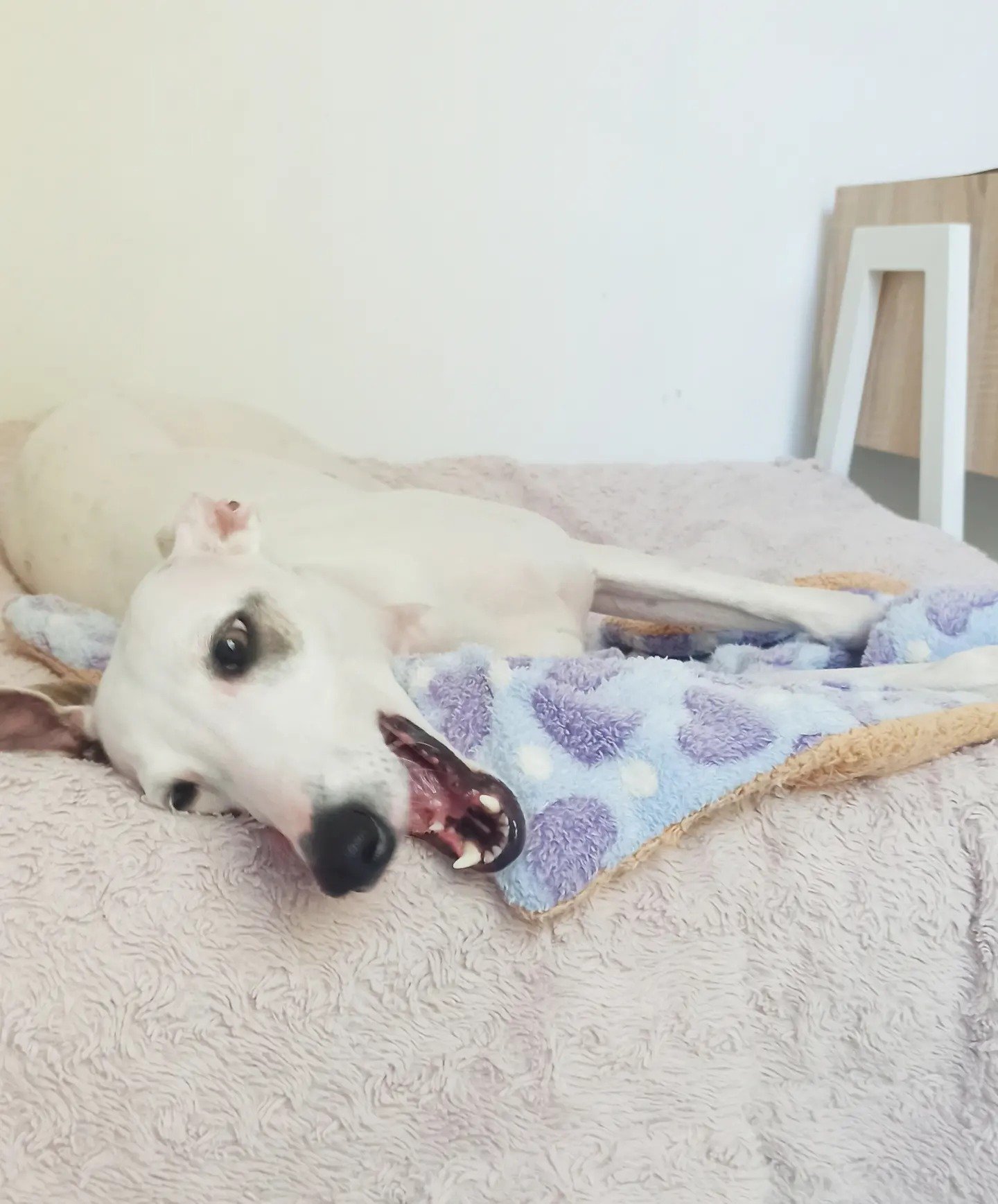 residencia canina airavella