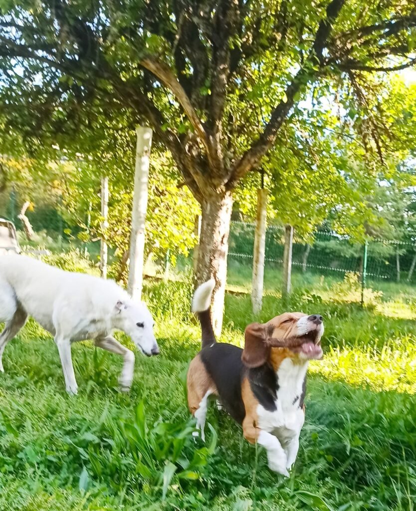 hotel canino airavella