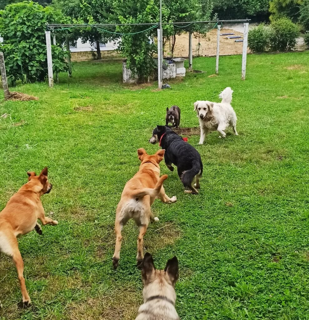 hotel canino airavella