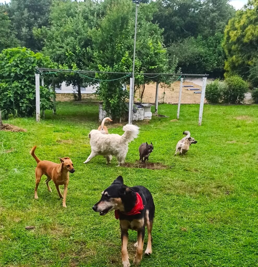 hotel canino airavella