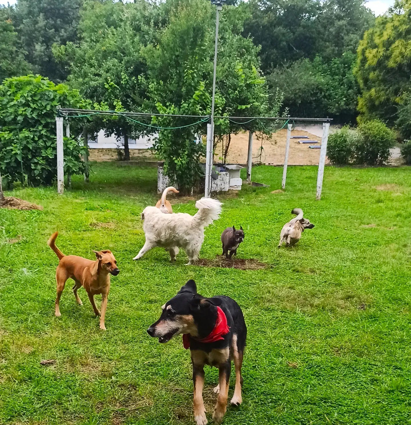 residencia canina airavella