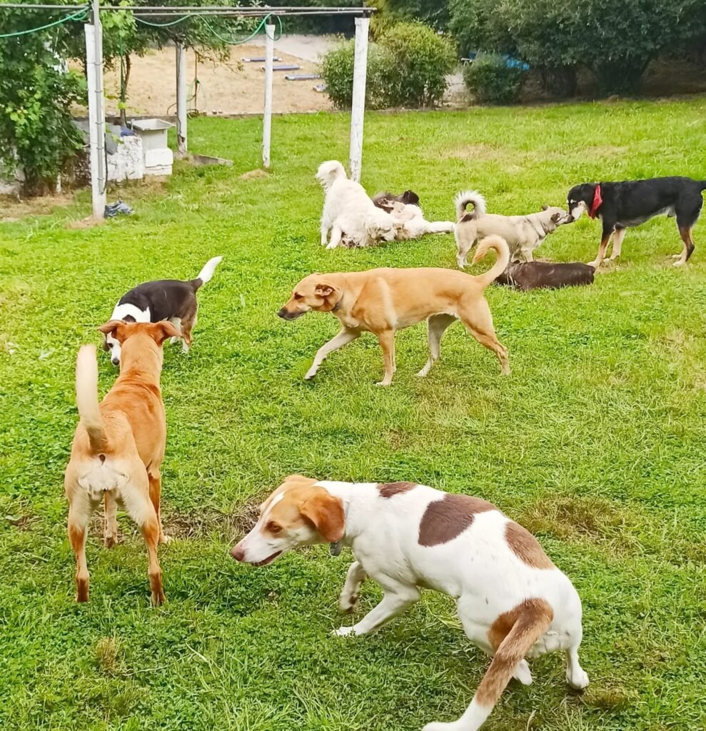 hotel canino airavella