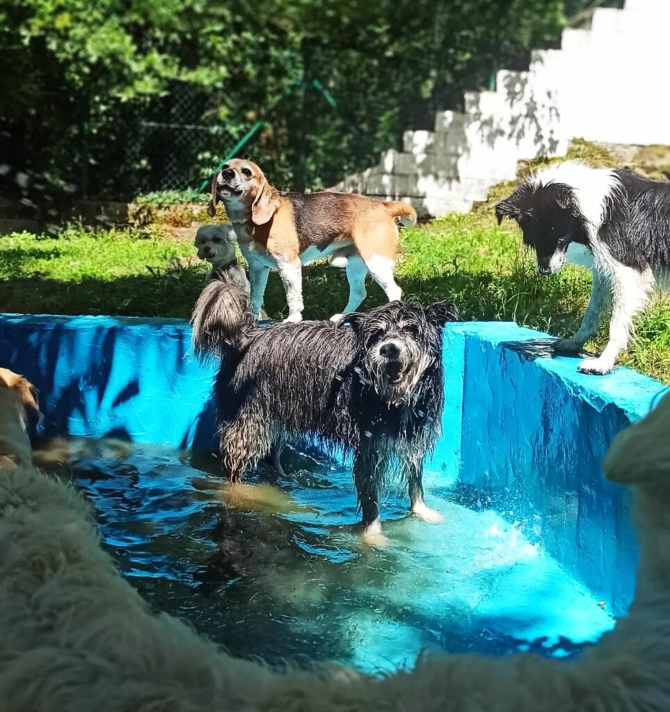 hotel canino airavella