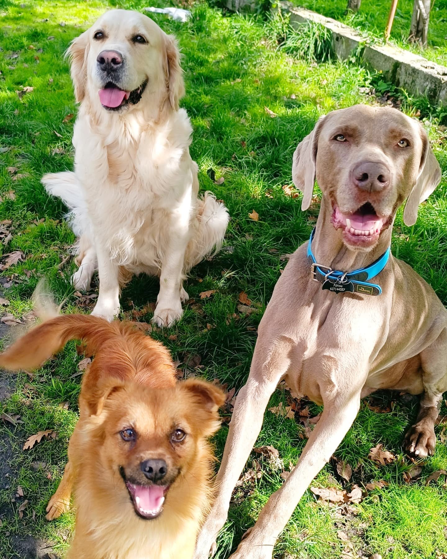 residencia canina airavella