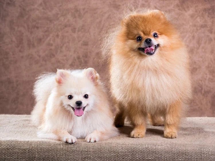 guardería canina el refugio de zarcan