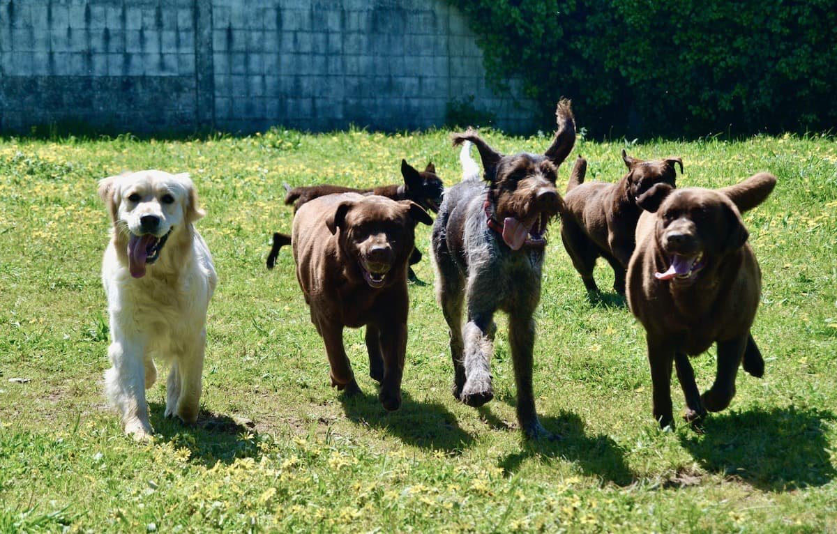 hotel canino ramalladas