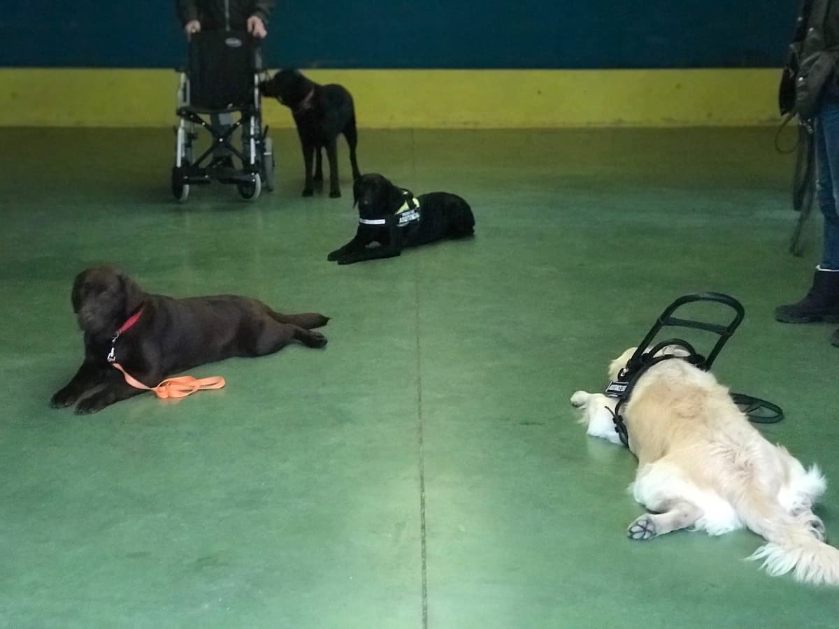 hotel canino ramalladas