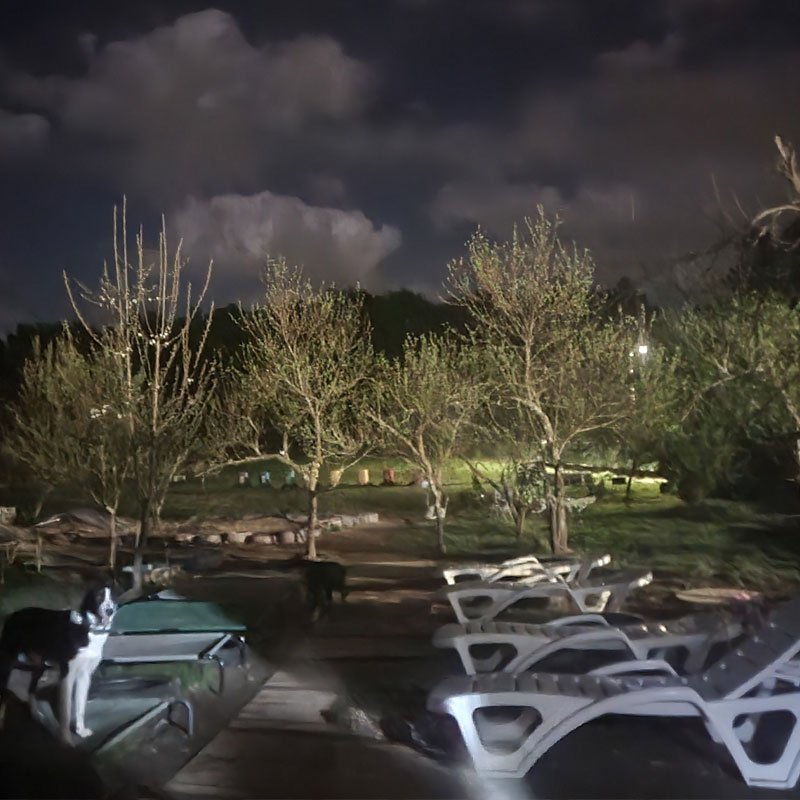 hotel canino bichiños