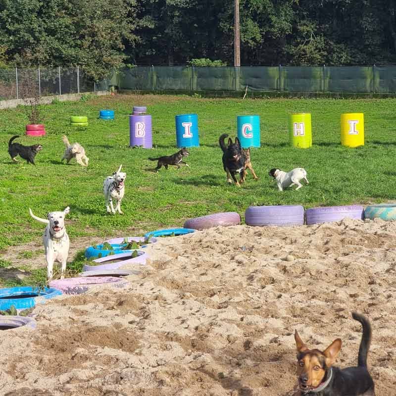 hotel canino bichiños