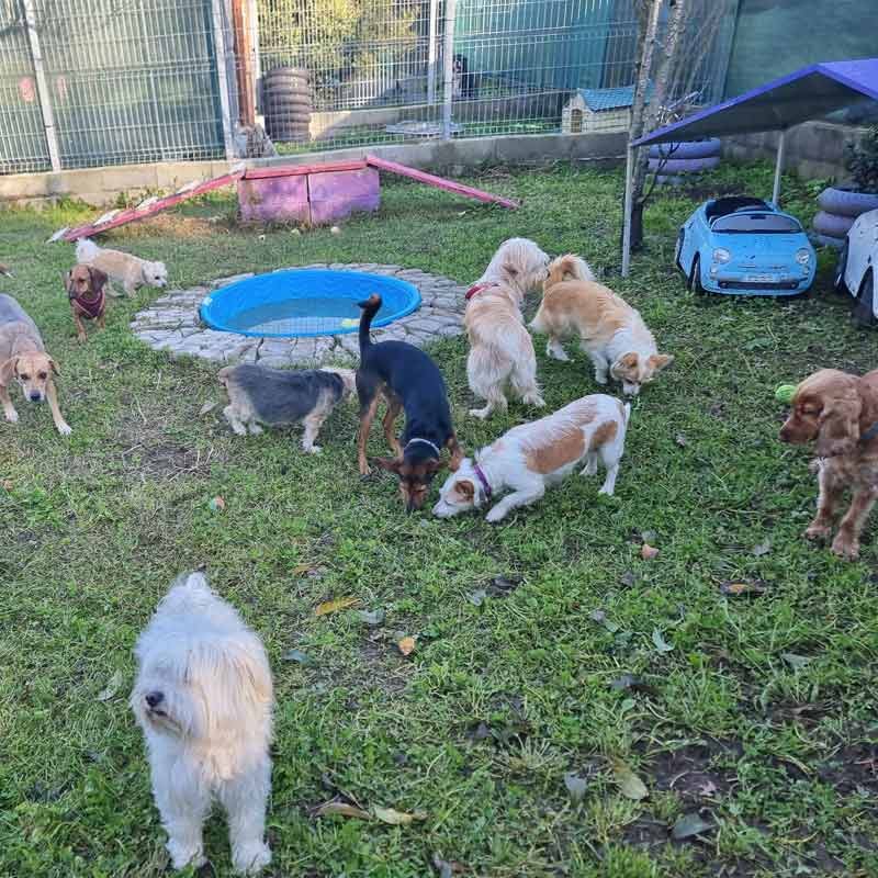 hotel canino bichiños