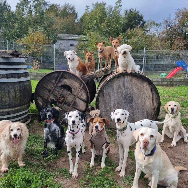 hotel canino bichiños