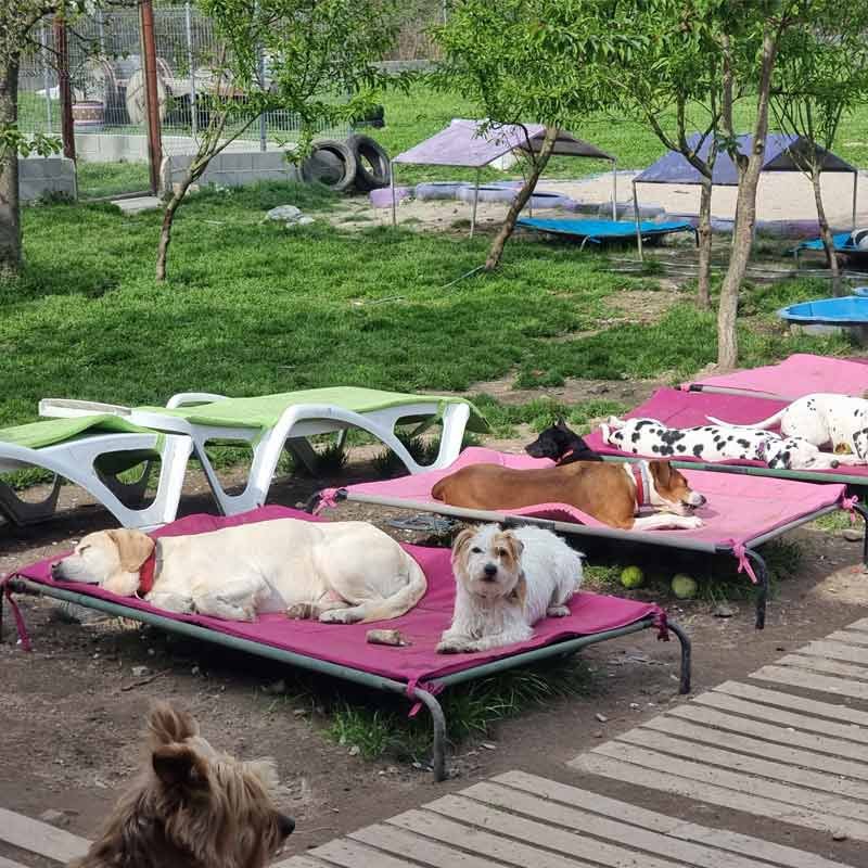 hotel canino bichiños