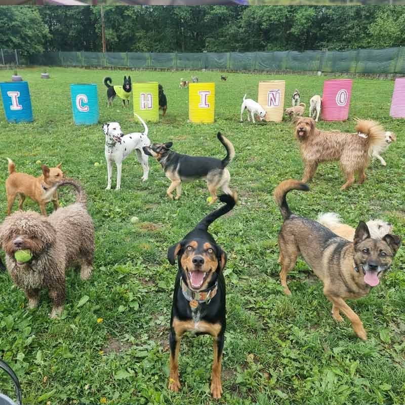 hotel canino bichiños