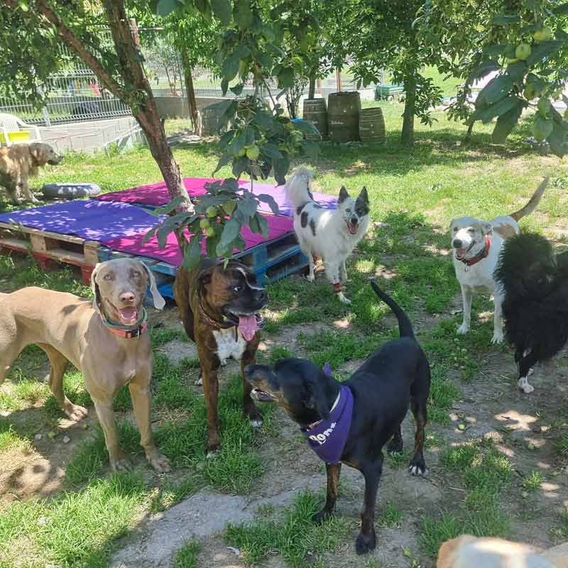 hotel canino bichiños