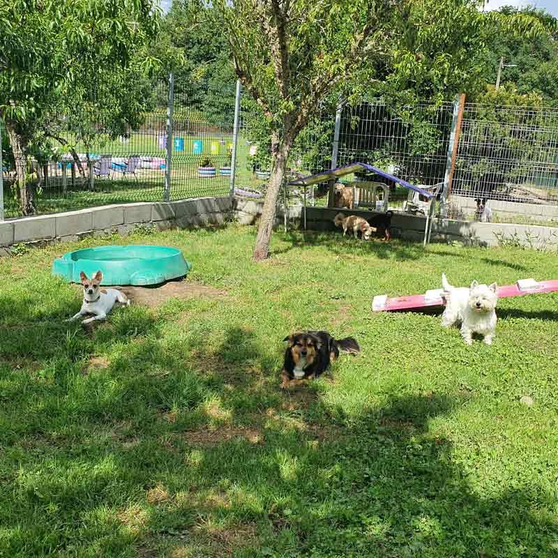 hotel canino bichiños