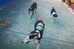 guardería canina cordy