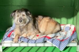 hotel canino kinder pet