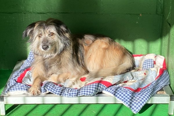 hotel canino kinder pet