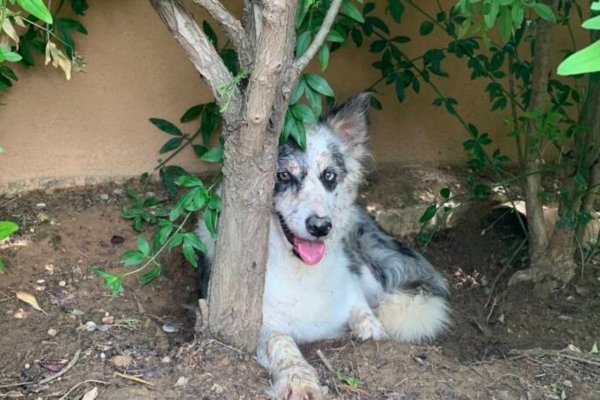 residencia canina nudacan