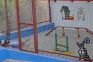 residencia canina parras