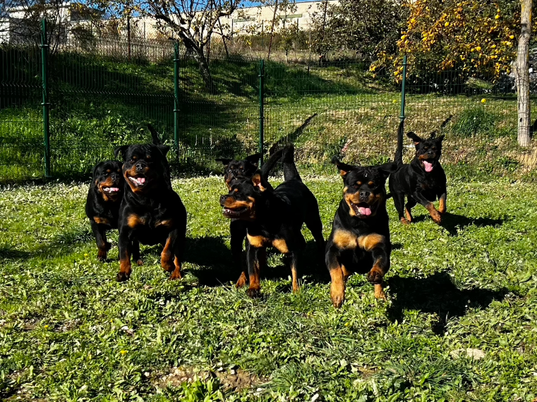 hotel canino kinder pet