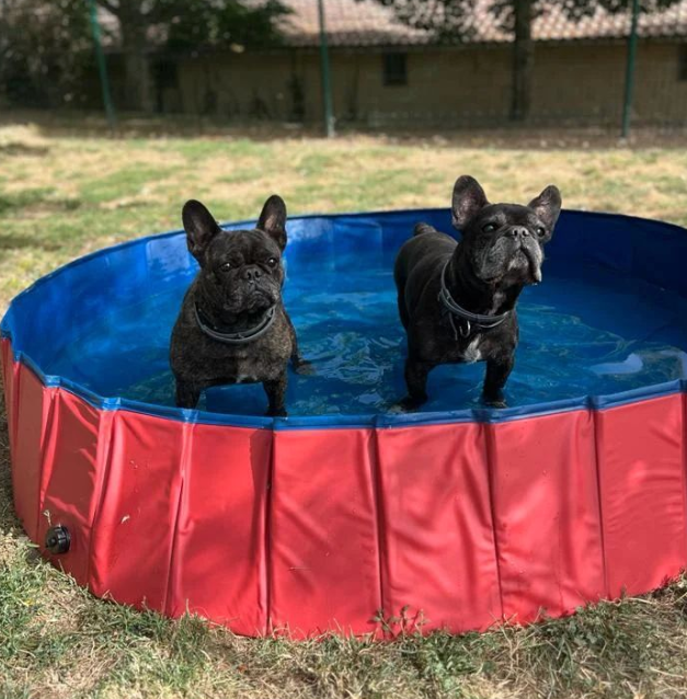 hotel canino kinder pet