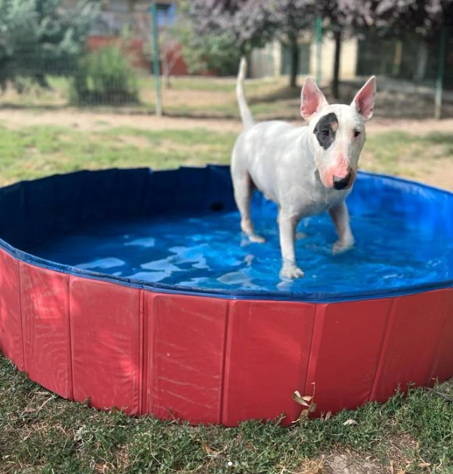 hotel canino kinder pet