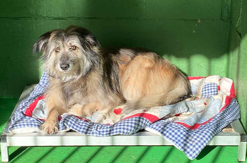 hotel canino kinder pet