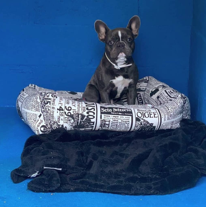 hotel canino kinder pet