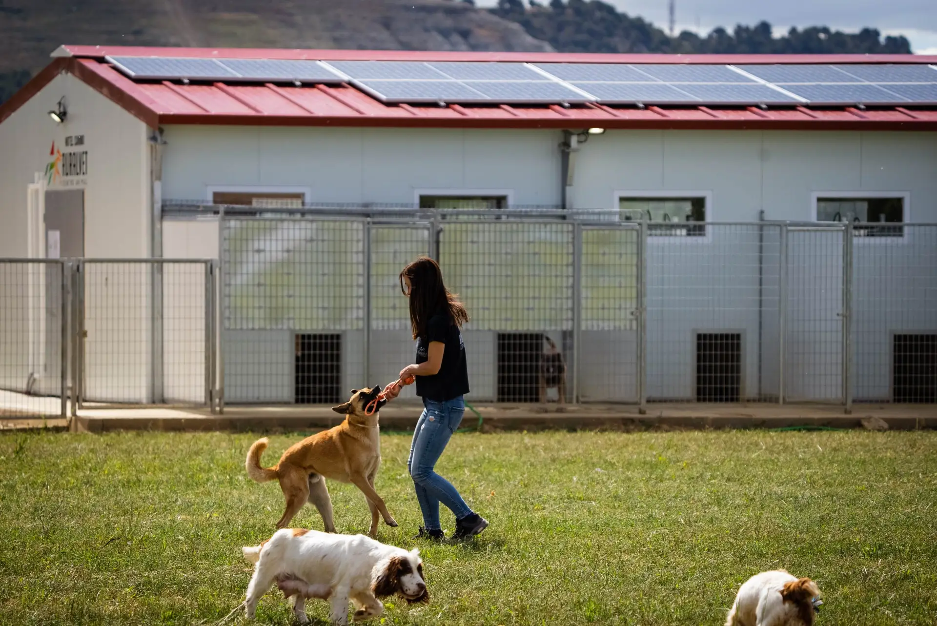 hotel canino ruralvet