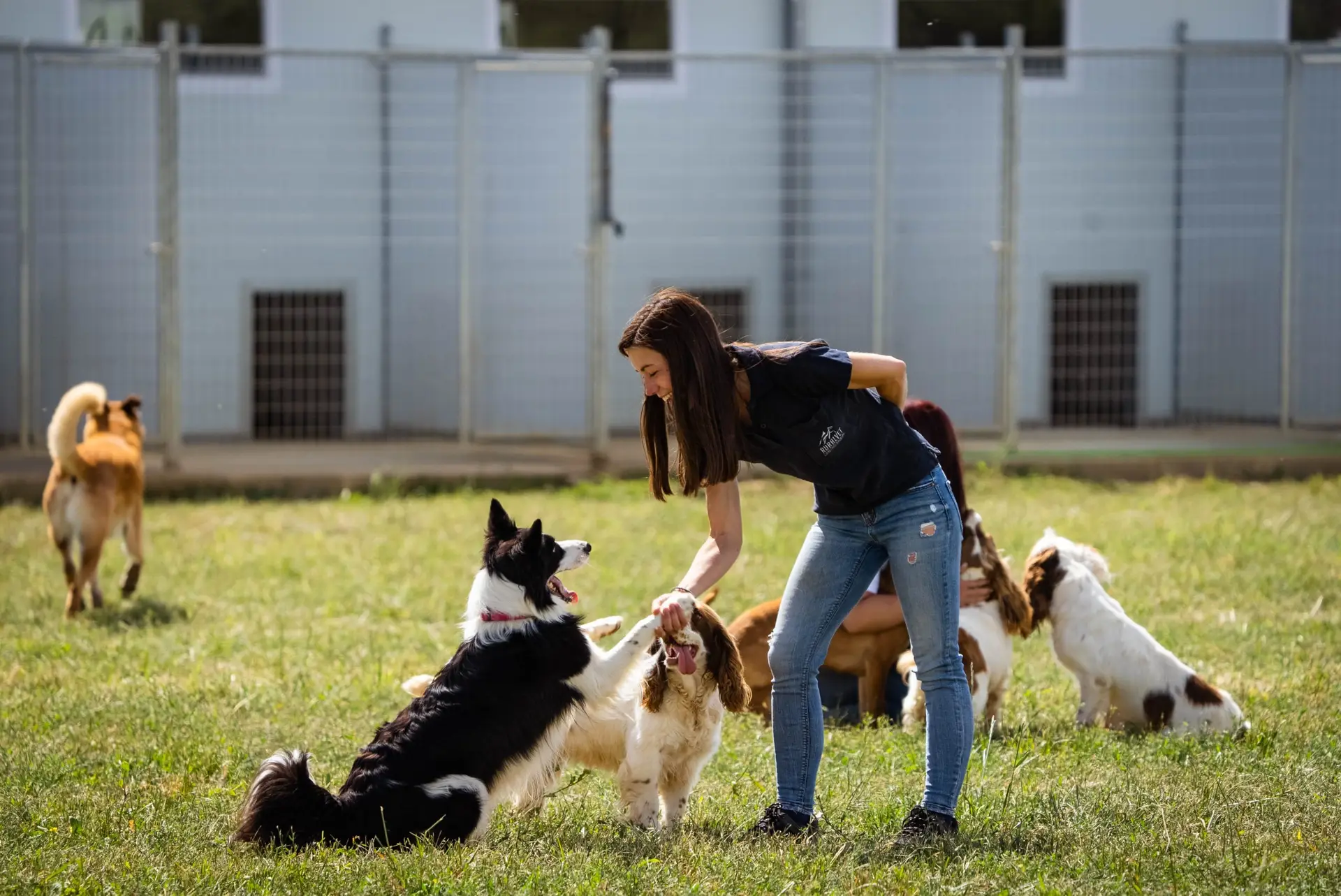 hotel canino ruralvet