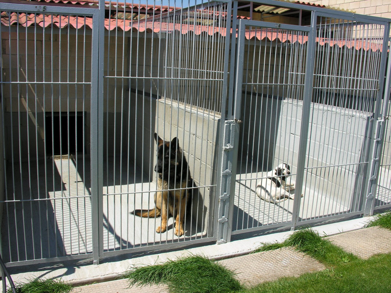 residencia canina eder can