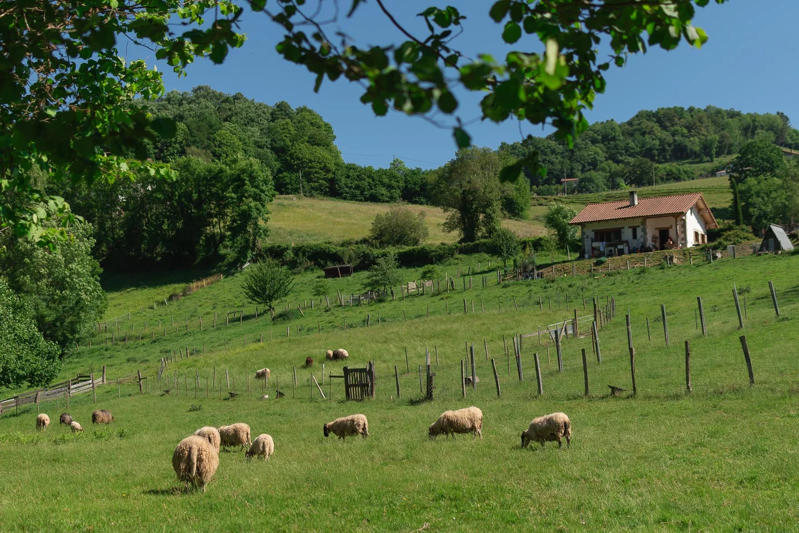 guardería canina win win