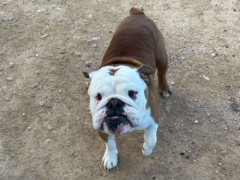 residencia canina los arboles