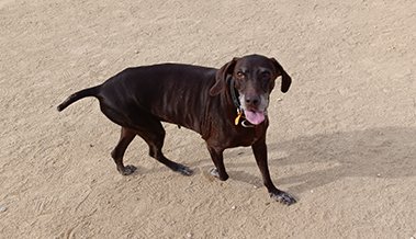 residencia canina los arboles
