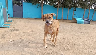 residencia canina los arboles