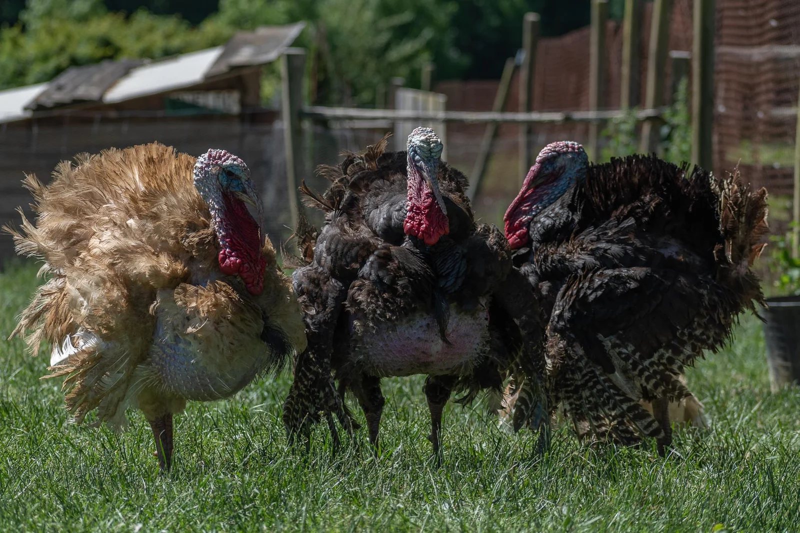 guardería canina win win